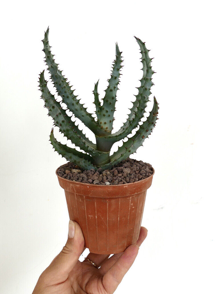 Aloe marlothii 9198