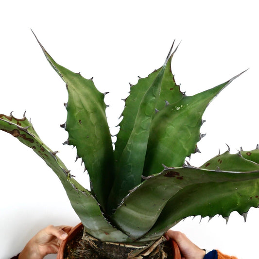 Agave ferox clone OLYMPIA (ex Van Dyck, Netherlands)