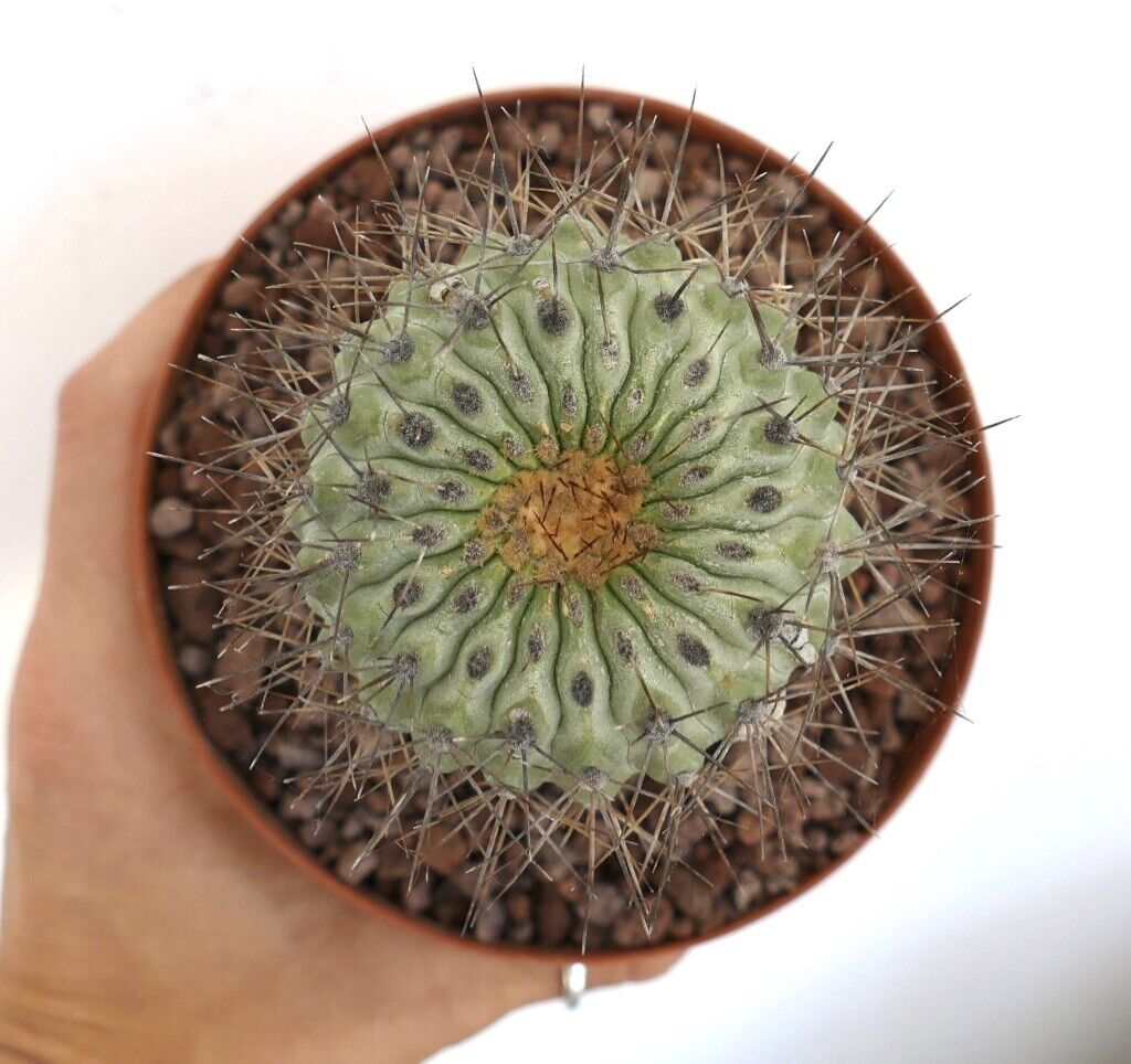 Copiapoa serpentisulcata (GRAFTED) RP77