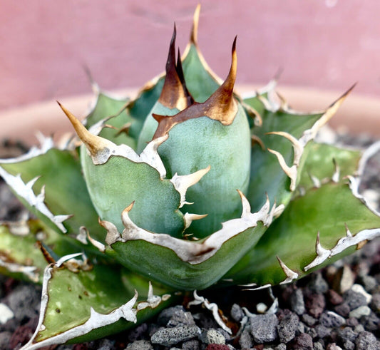 Agave titanota COMPACT & WILD STRONG SPINES 95L