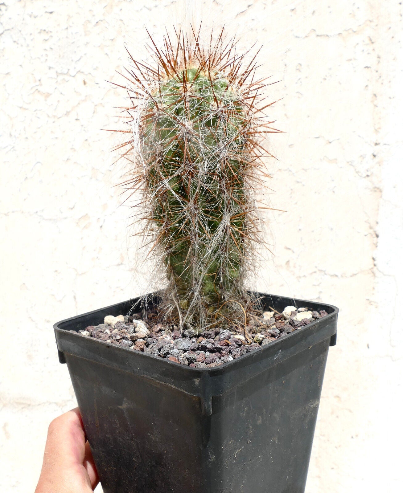 Oreocereus celsianus var. boliviensis A3 15,5CM HIGH