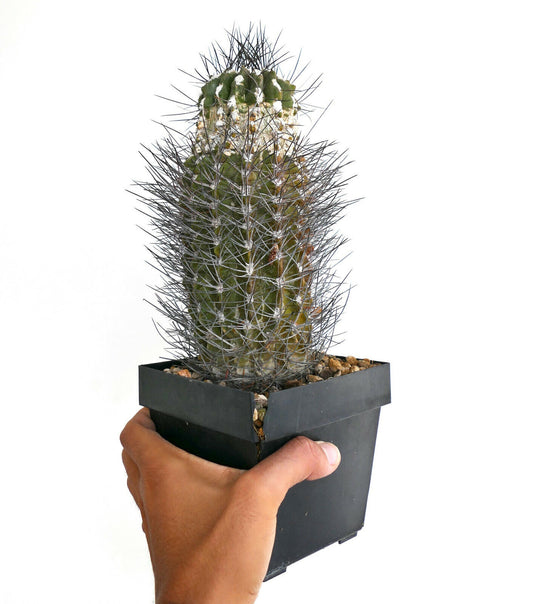 Pyrrhocactus neoankeana var. elongata AD3