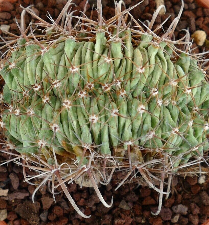 Ferocactus horridus CRESTED