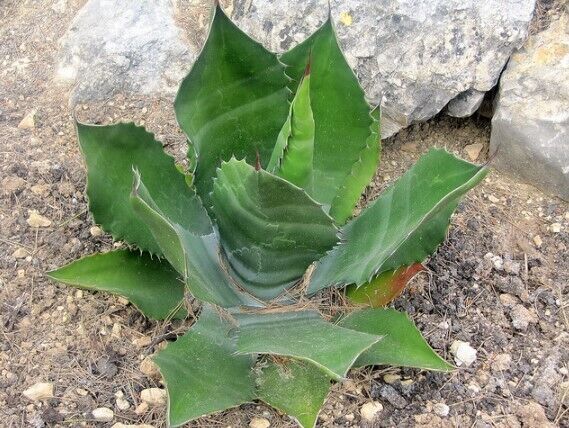 Agave salmiana SEEDS