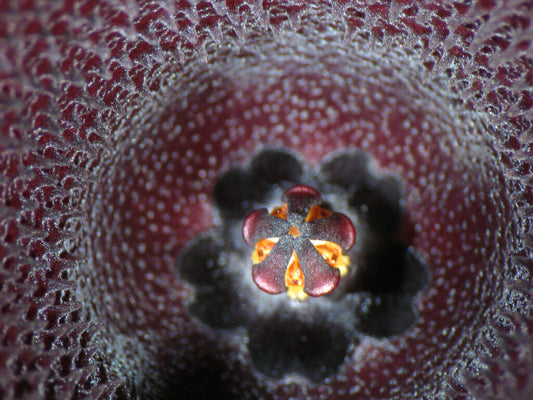 Huernia keniensis KHU540 SEEDS