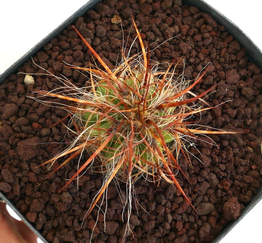 Oreocereus celsianus var. boliviensis (brown spines) AG4