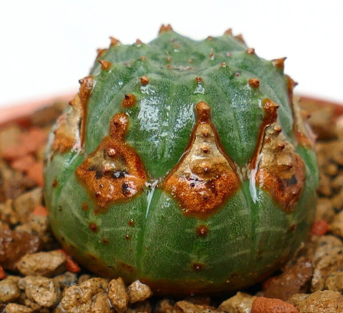 Euphorbia obesa LL800