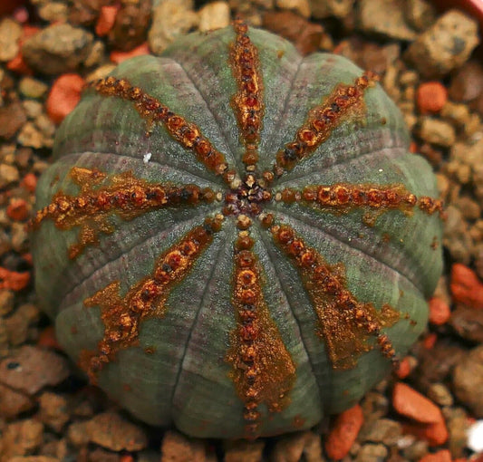 Euphorbia obesa BR