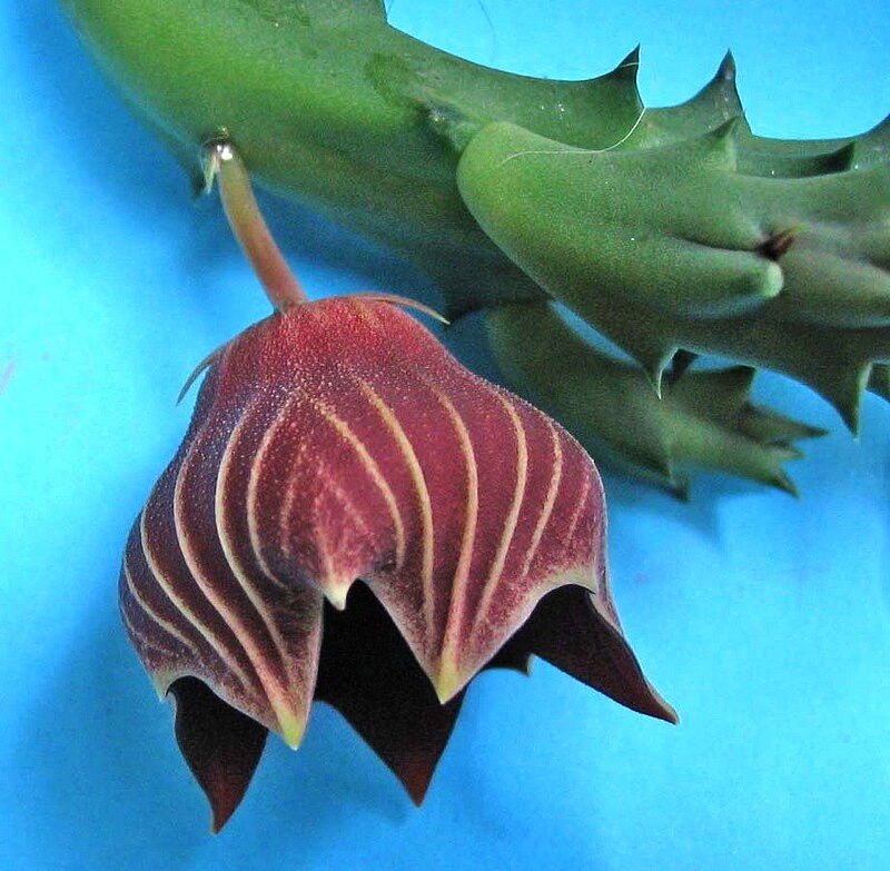 Huernia keniensis var. globosa SEMI