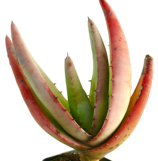 Aloe petricola 10-15cm