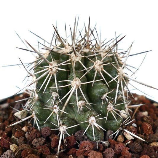 Copiapoa atacamensis PP306