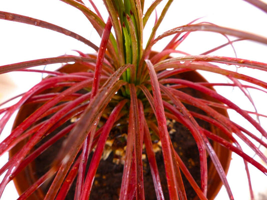 Agave tenuifolia RED FORM SEEDS