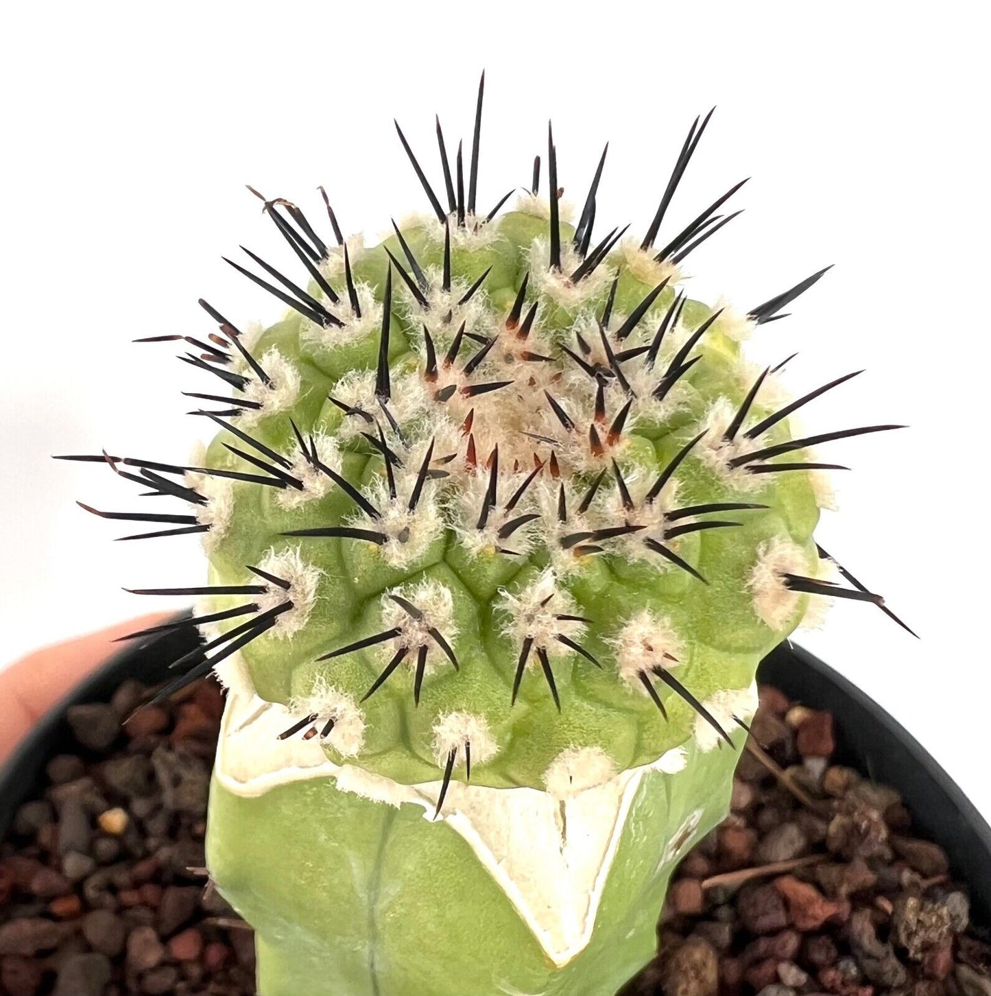 Copiapoa cinerea X serpentisulacata C3B