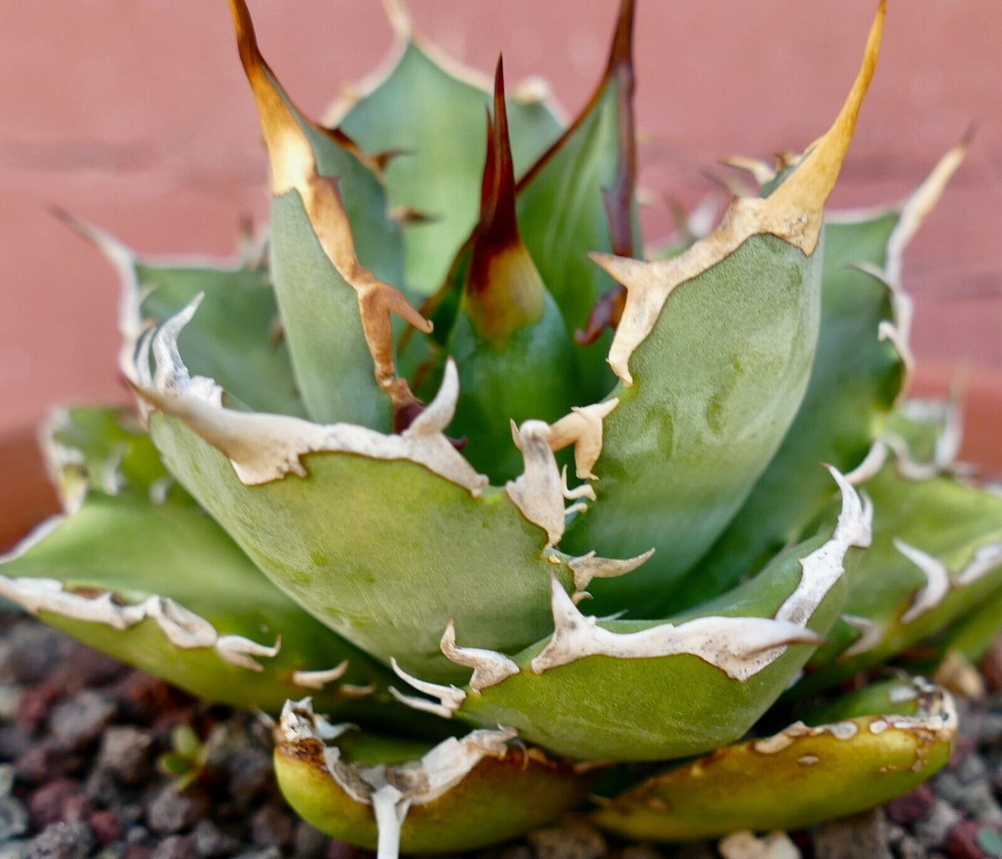 Agave titanota 3729