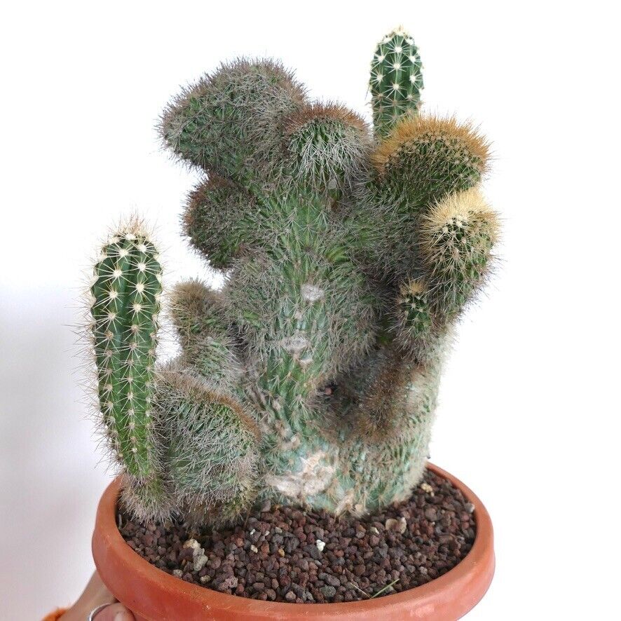 Pachycereus pringlei CRESTED & NORMAL shape N23