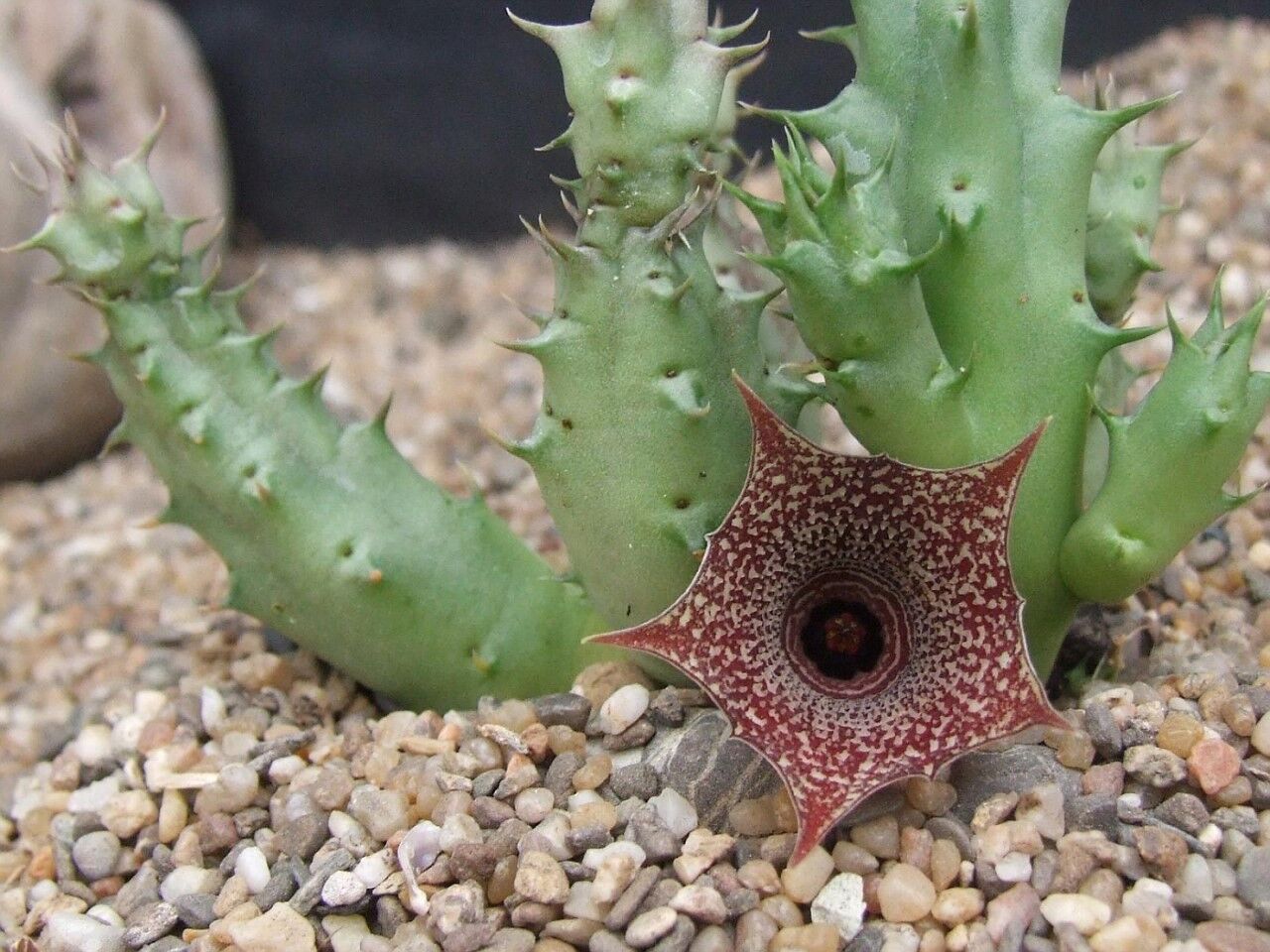 Huernia loeseneriana clone J03 SEMI