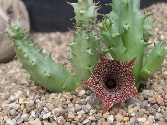 Huernia loeseneriana clone J03 SEMI