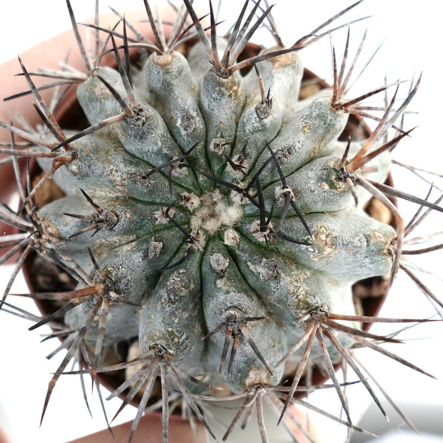 Copiapoa cinerascens X atacamensis ZZ1