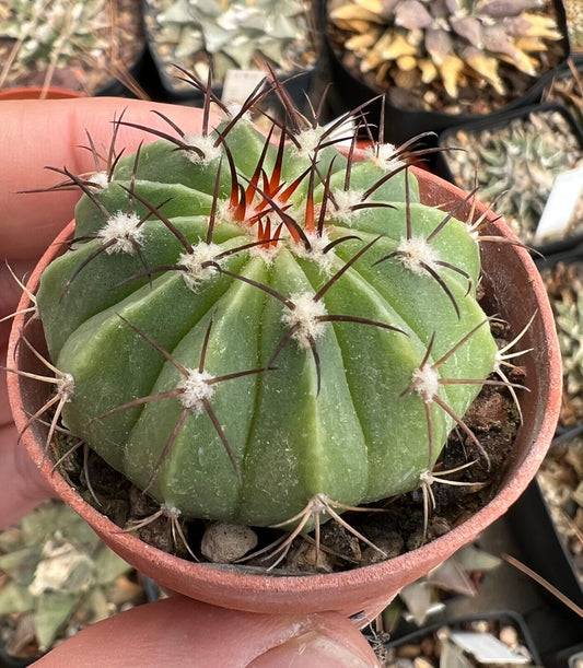 Melocactus actinacanthus (Rio Alabama, CUBA) 4cm