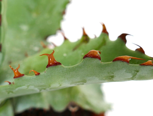 Agave bovicornuta X Agave utahensis eborispina (Mr Corsi) orange spines G913