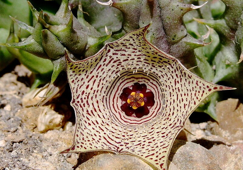 Huernia sp McCoy YEMEN SEMI