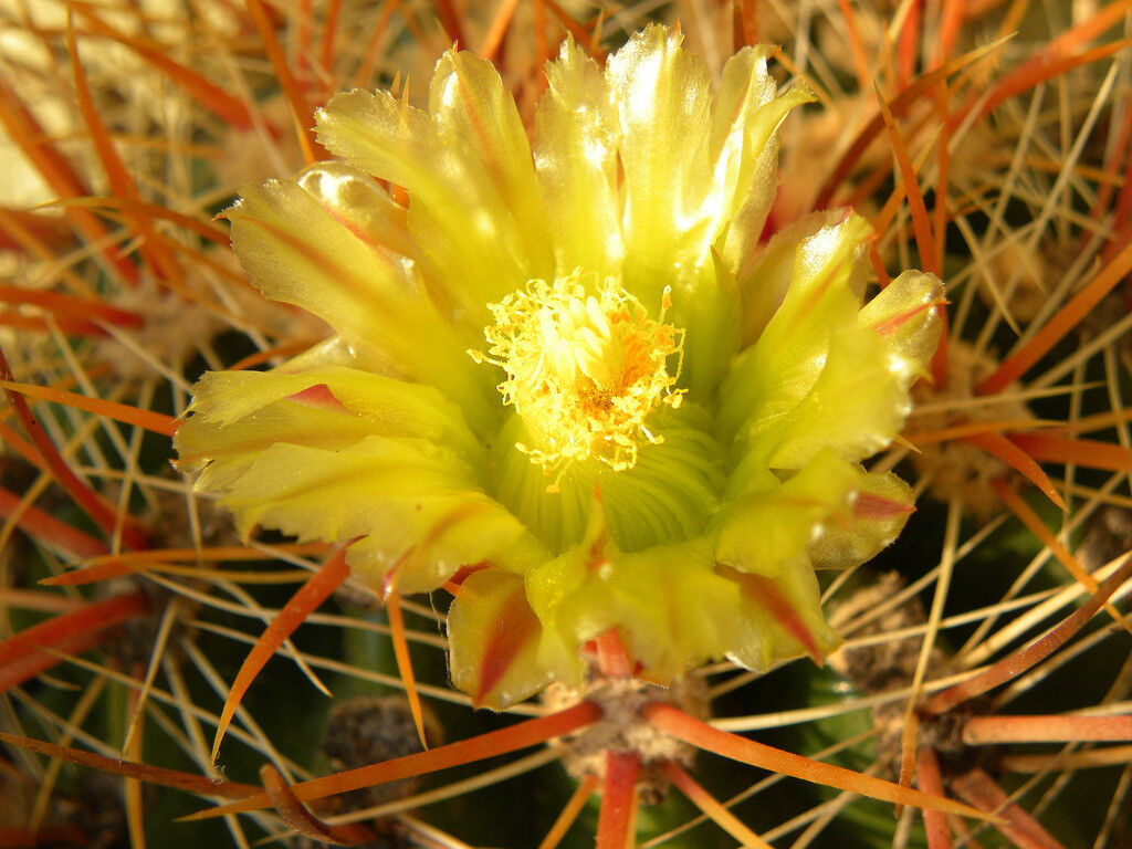 Ferocactus viridescens SEMI