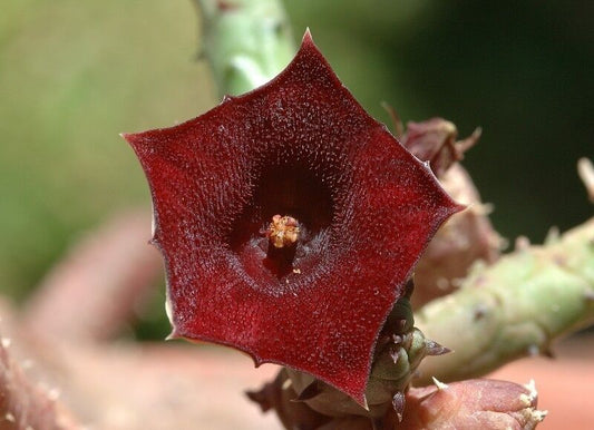 Huernia aspera SEEDS