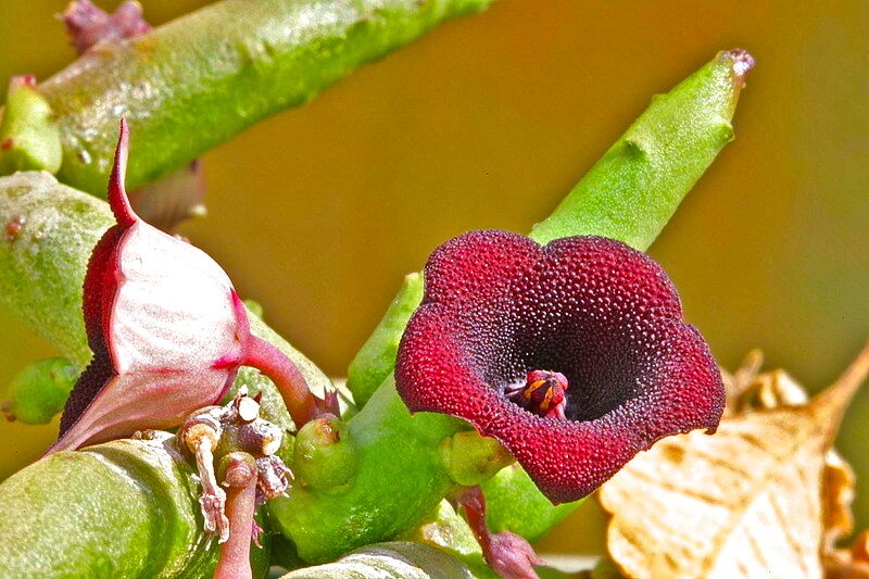 Huernia pendula SEEDS