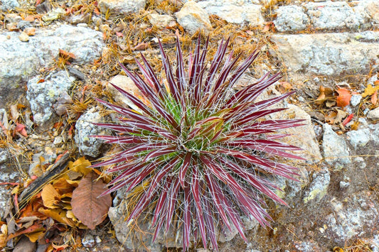 Agave schidigera RED & WHITE STRIPED SEMI