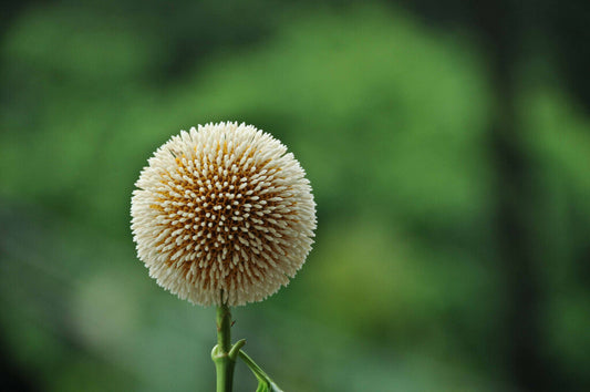 Haldina cordifolia SEMI