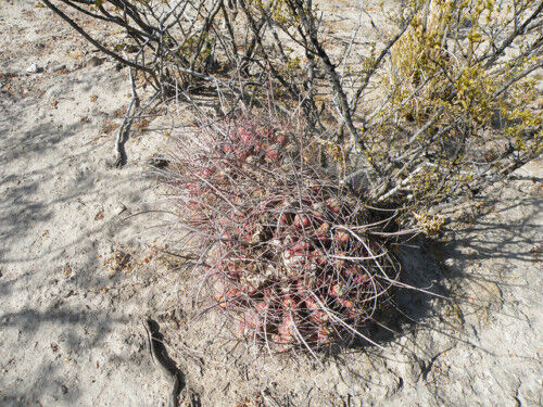 Hamatocactus hamatacanthus SEMI