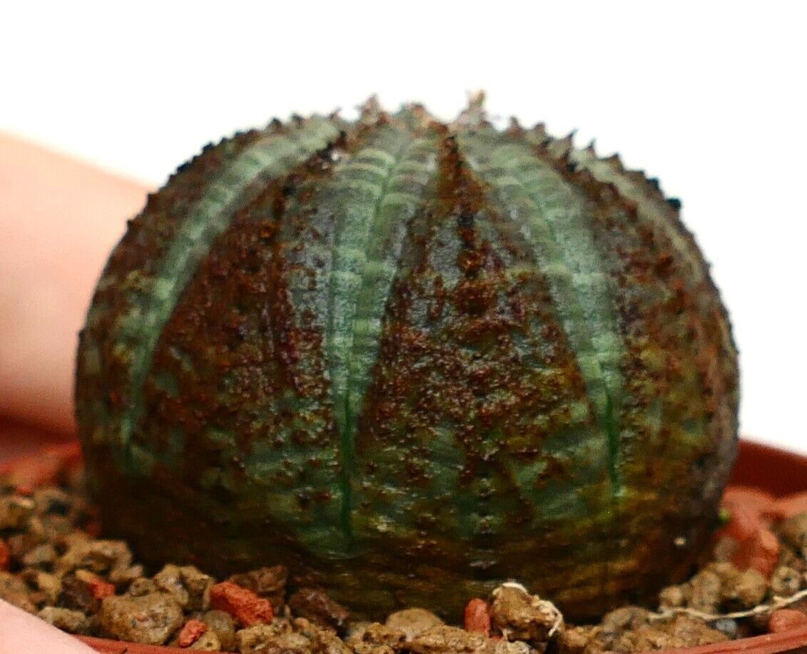 Euphorbia obesa 30KK