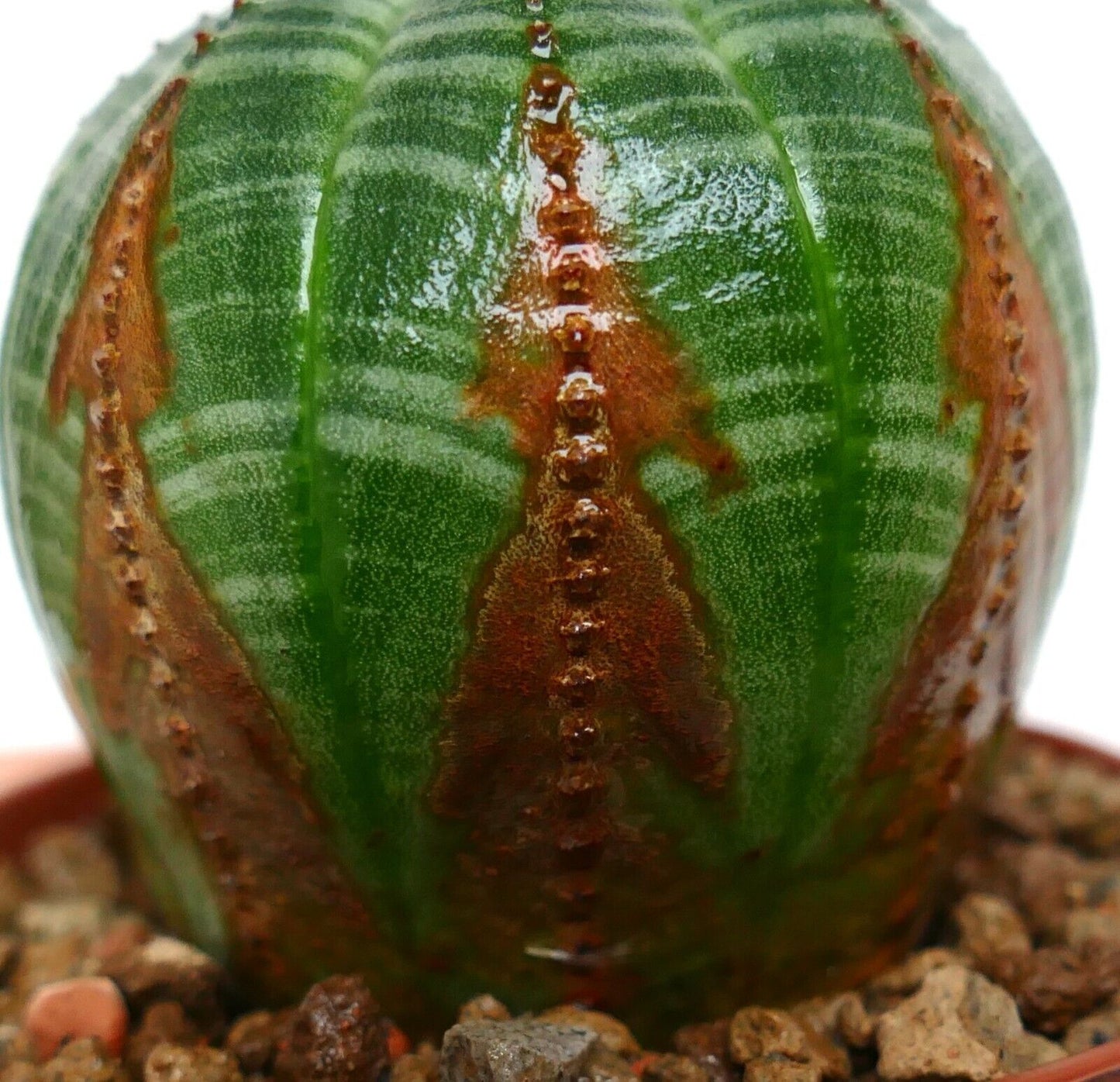 Euporbia obesa ARROW MONSTER TLZ1