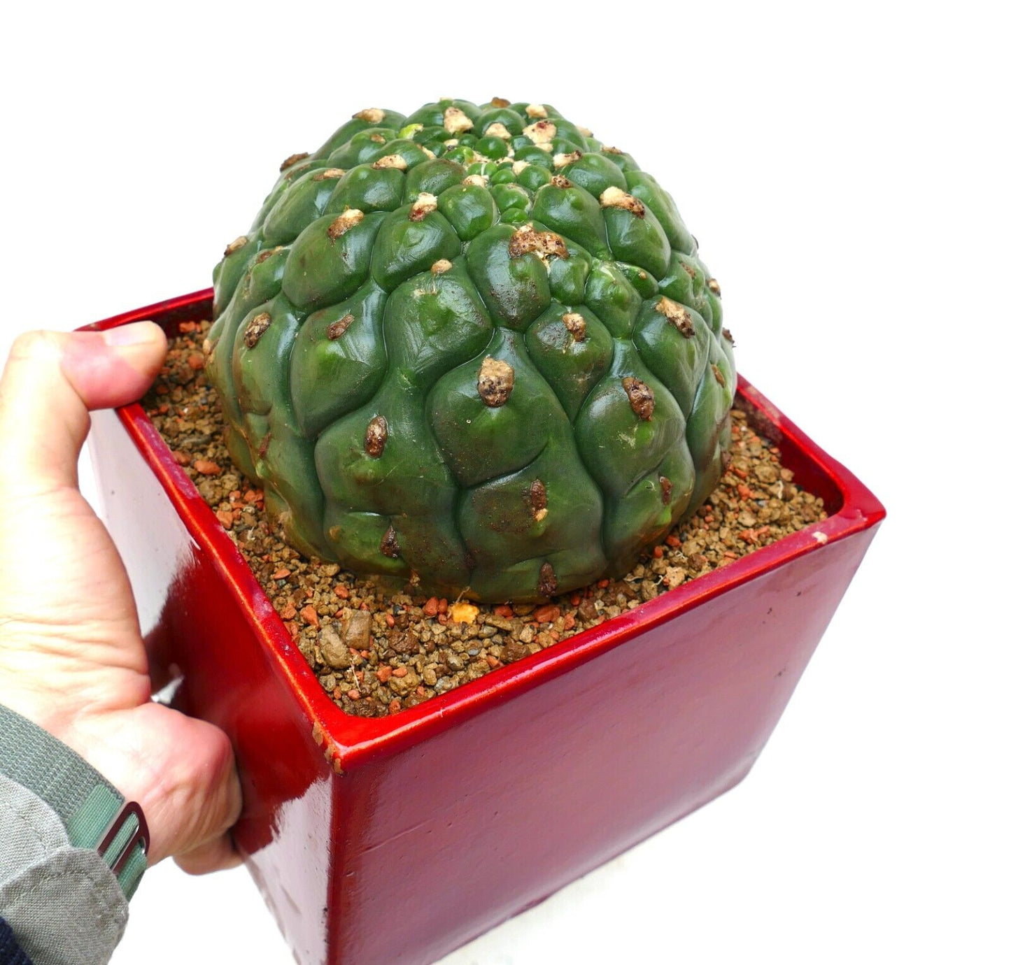 Gymnocalycium saglionis cv HULK nudum monstruosus