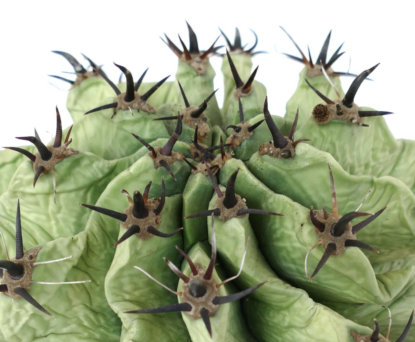 Ferocactus horridus SLIGHTLY SPIRALIS & black SPINES & light GREEN BODY QQ3