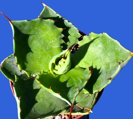 Agave pachycentra SEEDS