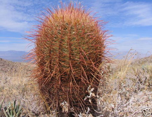 Ferocactus acanthodes SEMI