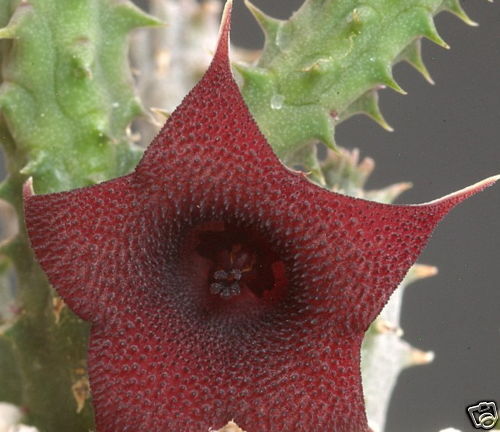 Huernia pillansii X Huernia pendula SEMI