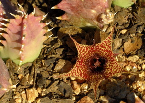 Huernia stapelioides SEMI