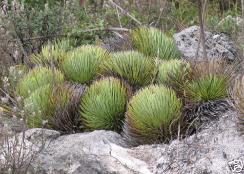 Agave stricta var. echinus SEEDS