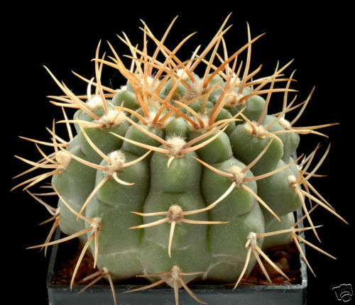 Gymnocalycium hossei SEMI