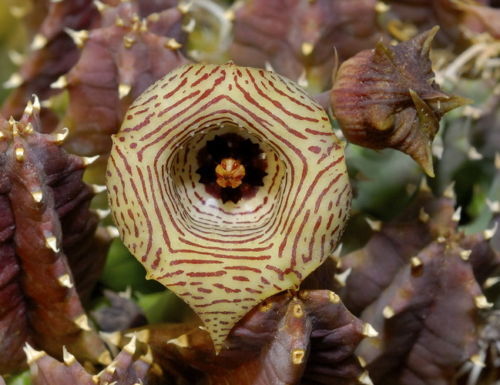 Huernia thuretii SEEDS