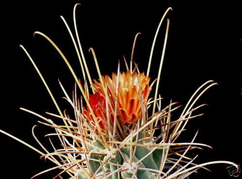 Glandulicactus uncinatus wrightii SEEDS