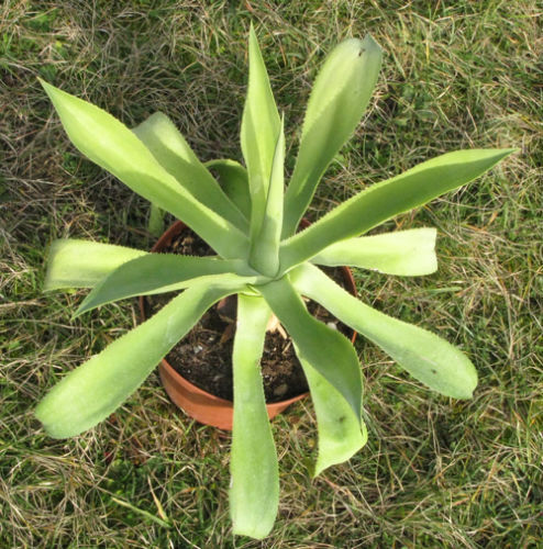 Agave nayaritensis SEMI