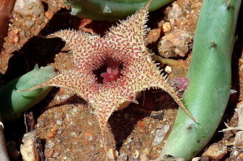 Huernia archeri SH431 SEMI