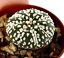 Astrophytum asterias SUPERKABUTO (dark green body) 35C