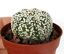 Astrophytum asterias cv SUPERKABUTO A91