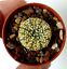 Astrophytum SUPERKABUTO GOLDEN PLZ9