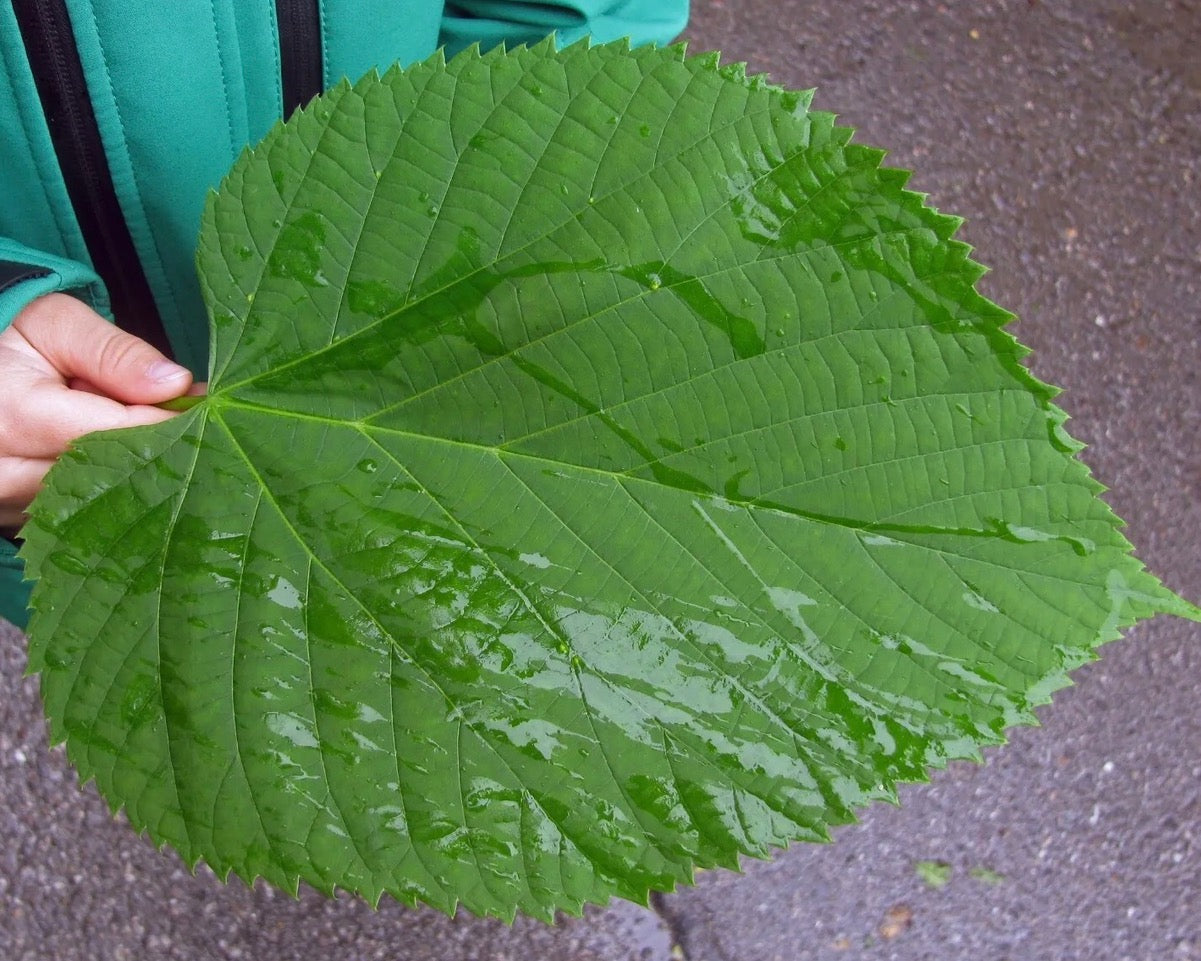 Tilia platyphyllos SEEDS